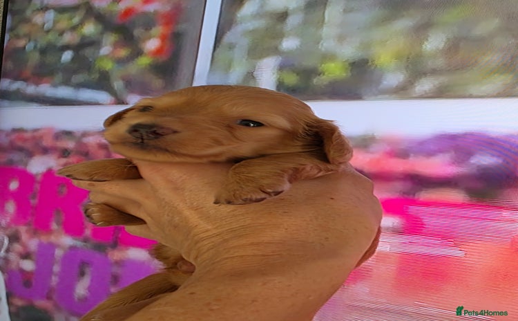 Miniature Dachshund dogs Miniature Dachshund Puppies  - Advert 9