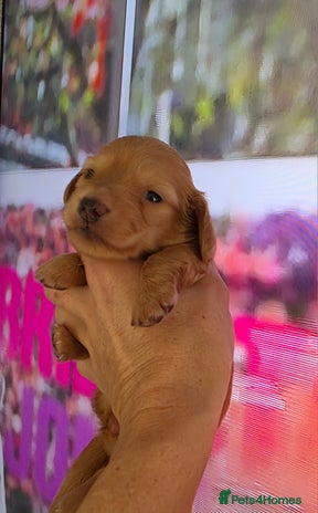 Miniature Dachshund dogs Miniature Dachshund Puppies - Advert 9