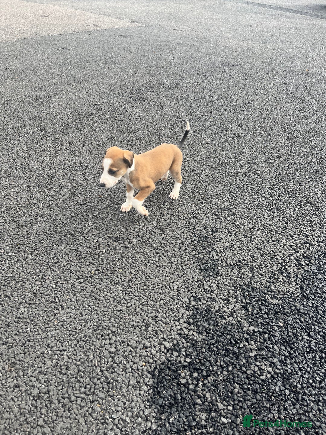 Lurcher dogs for sale: Lurcher puppies for sale - Image 4