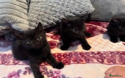 Mixed Breed cats for sale: Kittens - Image 7