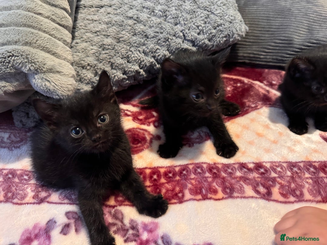 Mixed Breed cats for sale: Kittens - Image 7