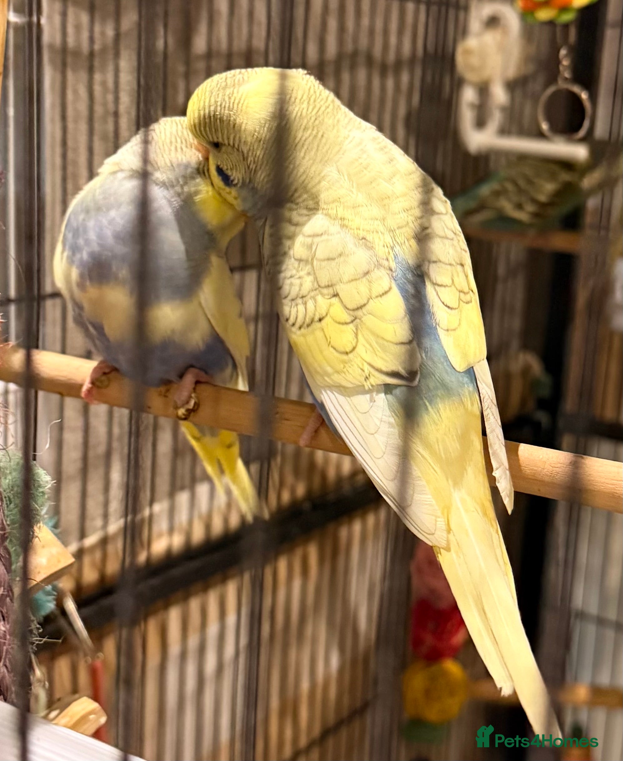 Budgerigars birds pair of beautiful budgies 10 weeks old   - Advert 11