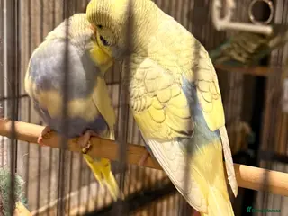 Budgerigars birds pair of beautiful budgies 10 weeks old - Advert 11