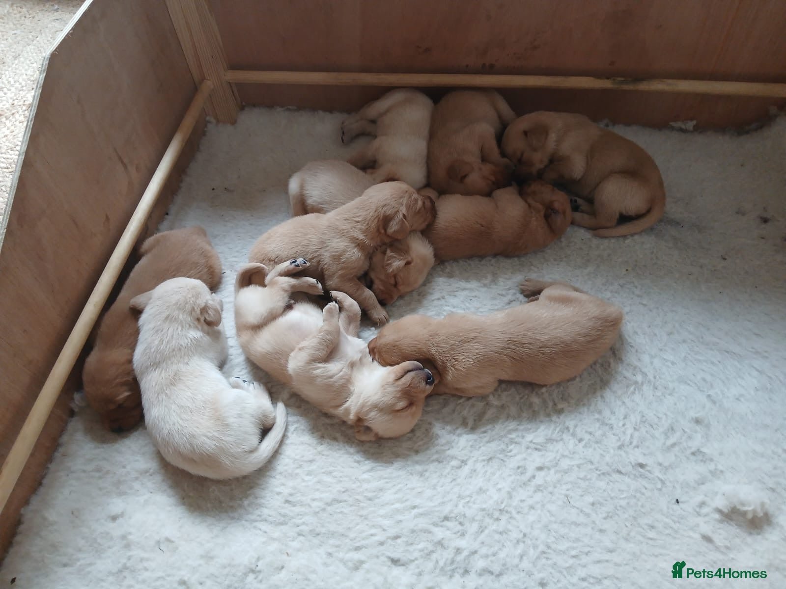 Labrador Retriever dogs KC registered golden Labrador retriever puppy’s - Advert 1
