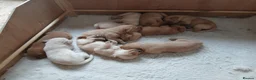 Labrador Retriever dogs for sale: KC registered golden Labrador retriever puppies  - Advert 1