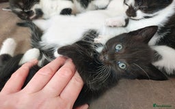 Mixed Breed cats for sale: 8 weeks old Kitten, Female - Image 12