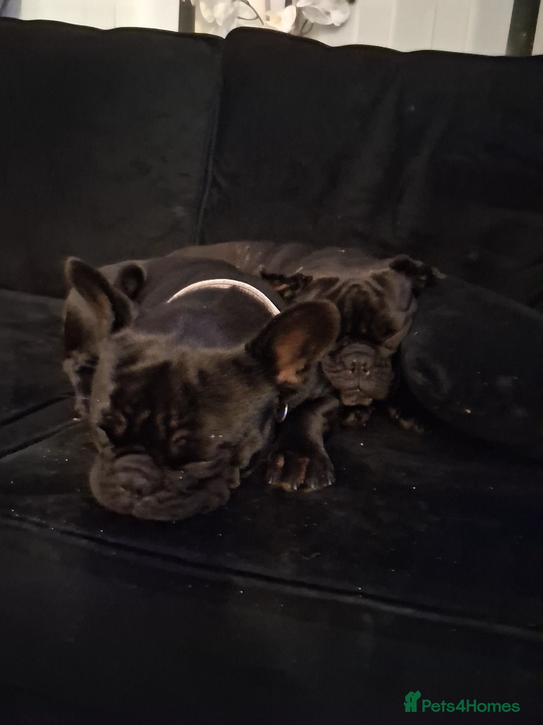 French Bulldog dogs for sale: 2x French bulldogs - Advert 6