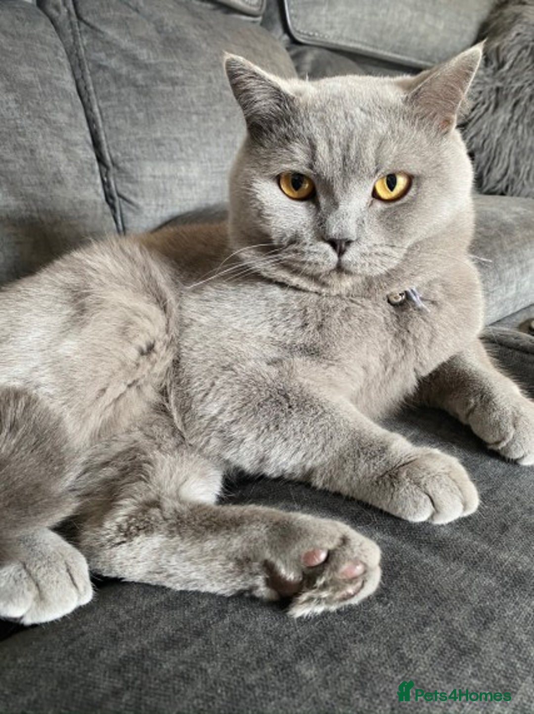 British Shorthair cats for stud: GCCF/ TICA British shorthair stud in Wakefield - Advert 3