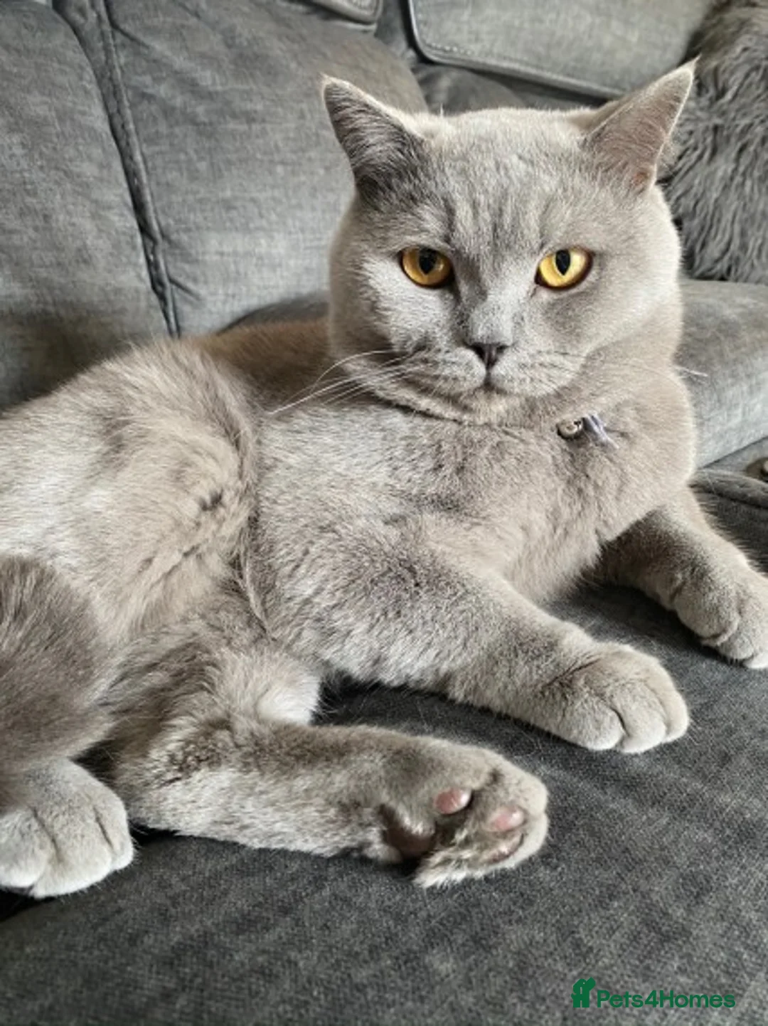 British Shorthair cats for stud: GCCF/ TICA British shorthair stud in Wakefield - Advert 3