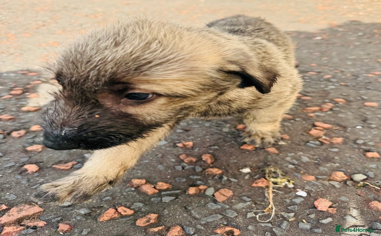 Irish Wolfhound dogs - Advert 8