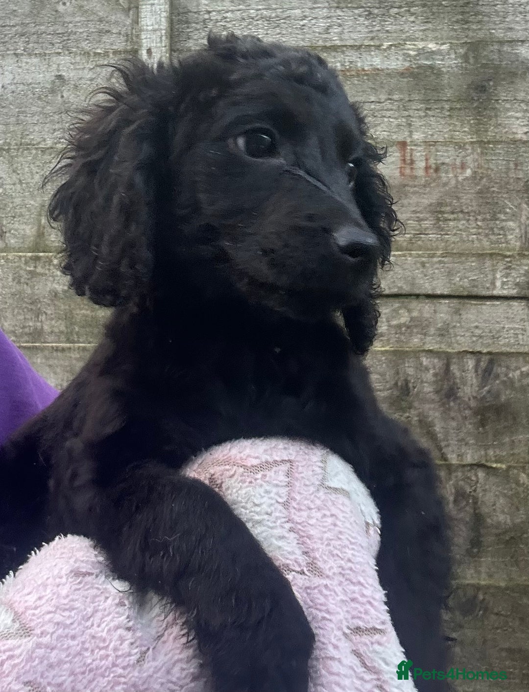 Cockapoo dogs for sale: F2B Cockapoo Puppies - Image 5
