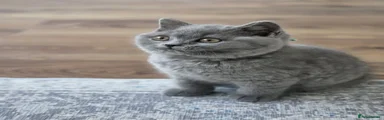 British Shorthair Blue Queen Cinderella