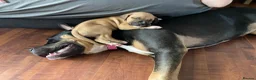 Mixed Breed dogs for sale: 4 Little Girls - Advert 5