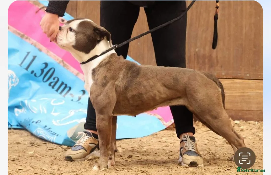 Old Tyme Bulldog dogs for sale: Old tyme bulldog female - Advert 3