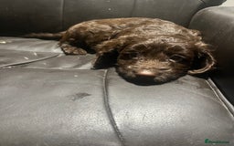 Cockapoo dogs for sale: F1 cockapoo puppies registered breeder - Image 23