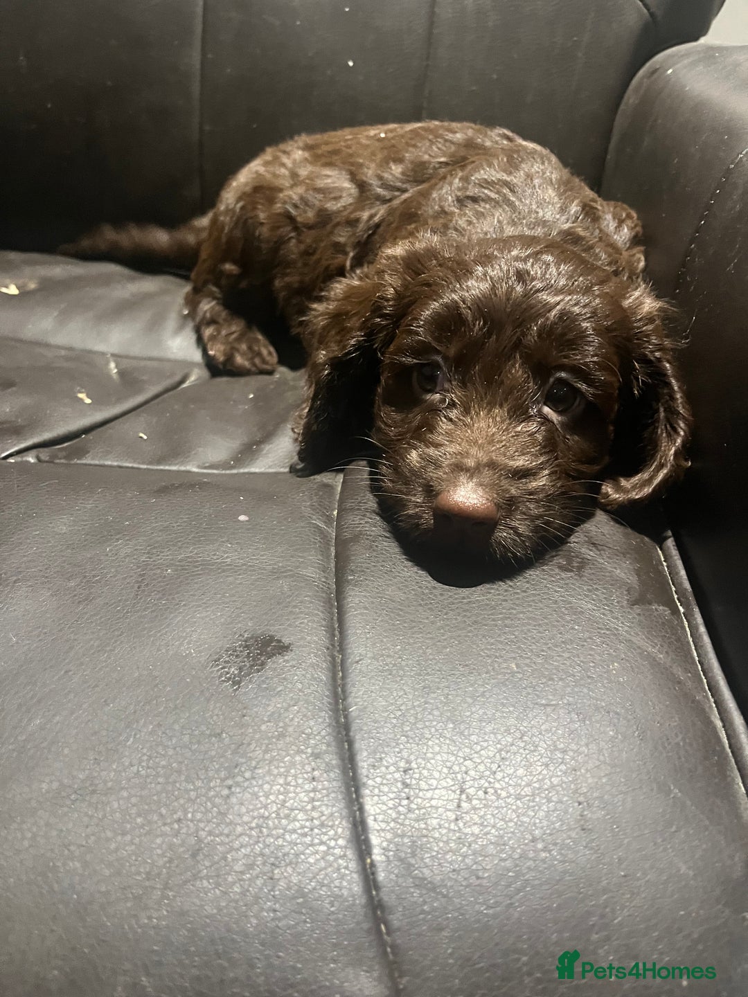 Cockapoo dogs for sale: F1 cockapoo puppies registered breeder - Image 23