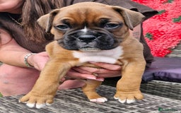 Boxer dogs for sale: Full pedigree boxer puppies  - Image 4