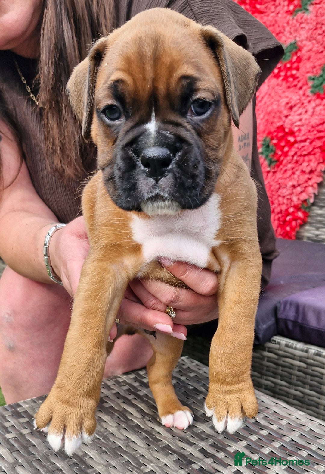 Boxer dogs for sale: Full pedigree boxer puppies  - Image 4