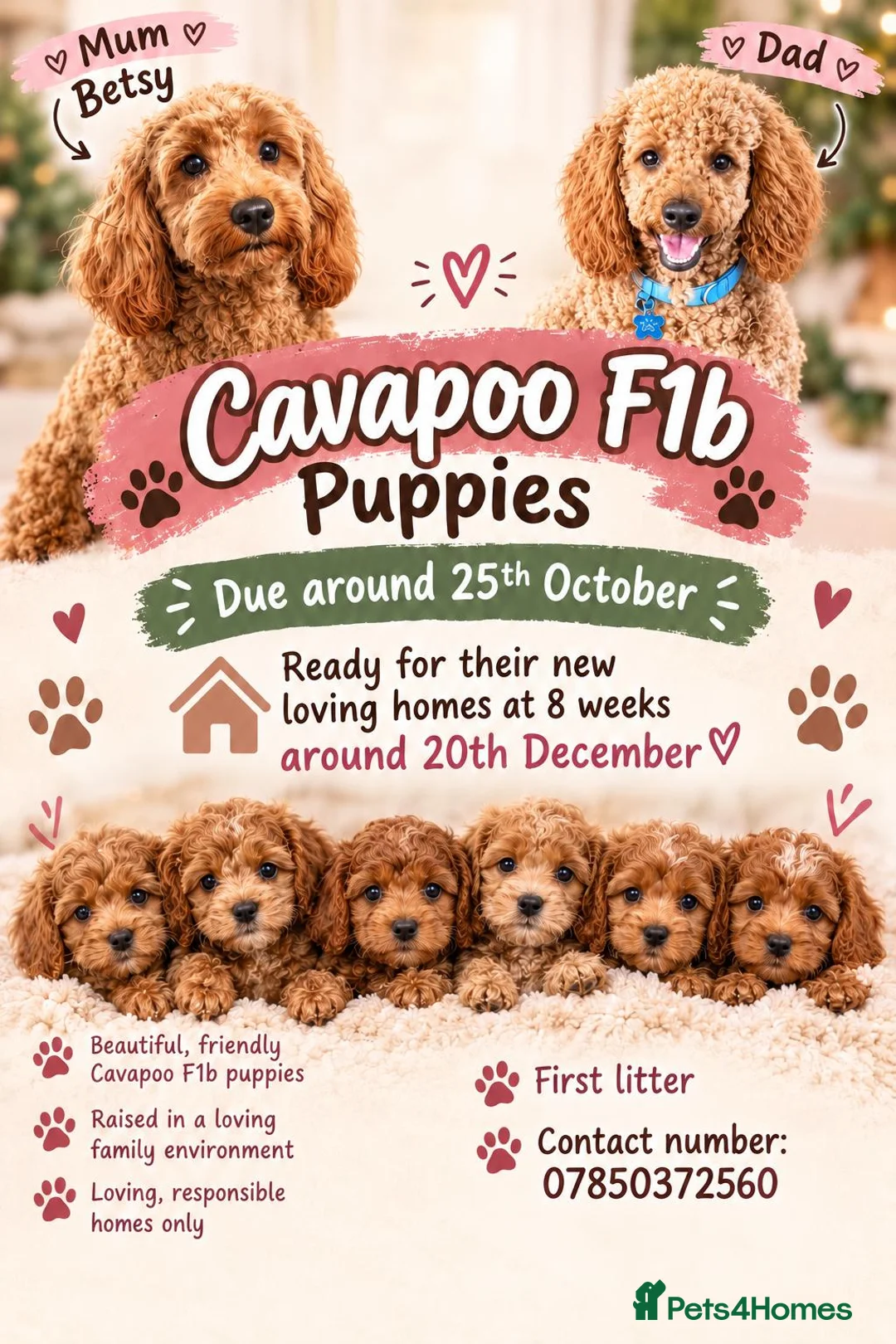 Cavapoo dogs for sale: F1B Cavapoo in Wakefield - Advert 2