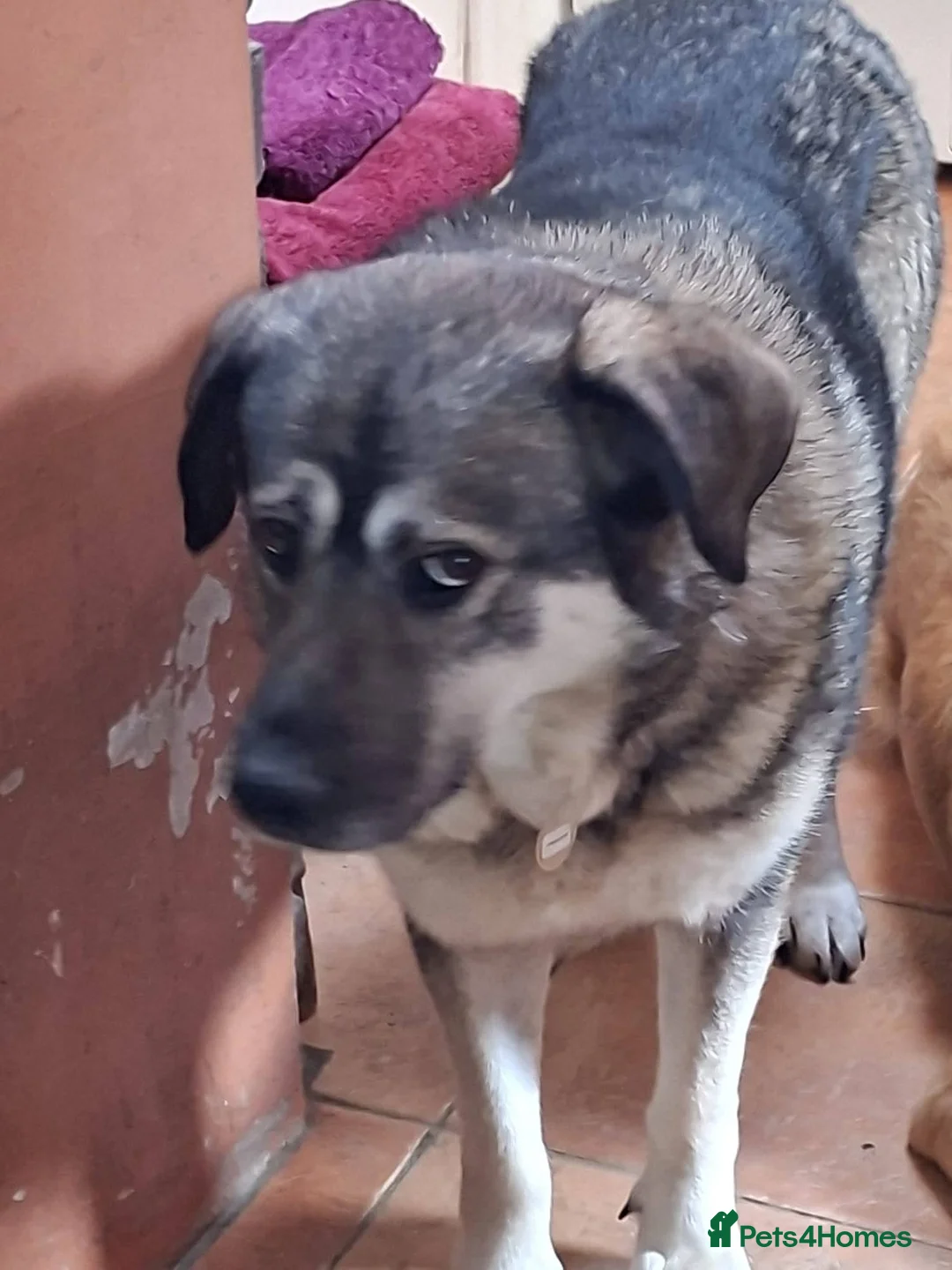 Mixed Breed dogs for adoption: Meet Zena,currently residing in Carmarthenshire  in Carmarthen - Advert 5