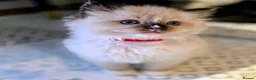 Ragdoll cats for sale: Ragdoll Kittens  in Newport - Advert 5