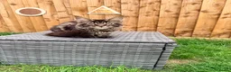 Maine Coon cats for sale: Rare Red Silver Maine Coon Kittens Available  - Advert 9