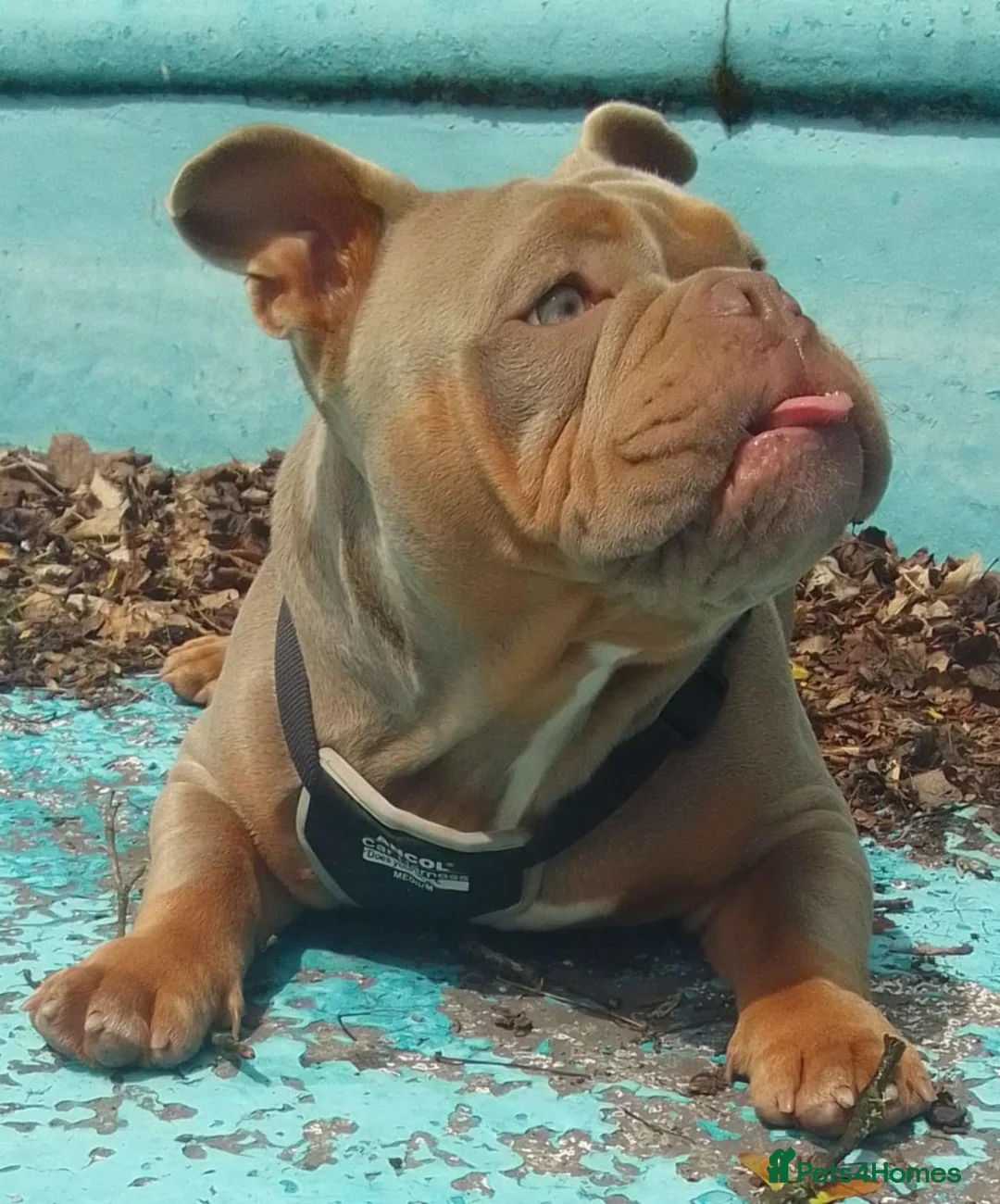 Mixed Breed dogs for sale: Exotic micro bullys - Advert 4