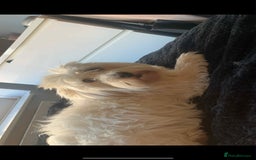 Coton De Tulear dogs for sale: Cotonoodle - Image 34
