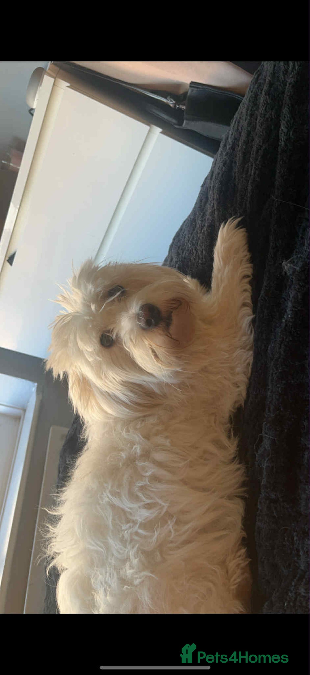 Coton De Tulear dogs for sale: Cotonoodle - Image 34