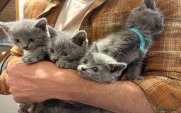 British Shorthair cats for sale: British Shorthair pedegree  Kittens  - Image 17