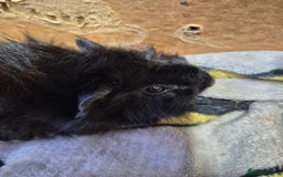 Guinea Pig rodents for sale: Pair of Bonded Baby Male Guinea Pigs For Sale  - Image 10