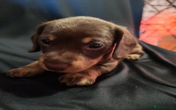 Dachshund dogs for sale: Puppy's - Image 3