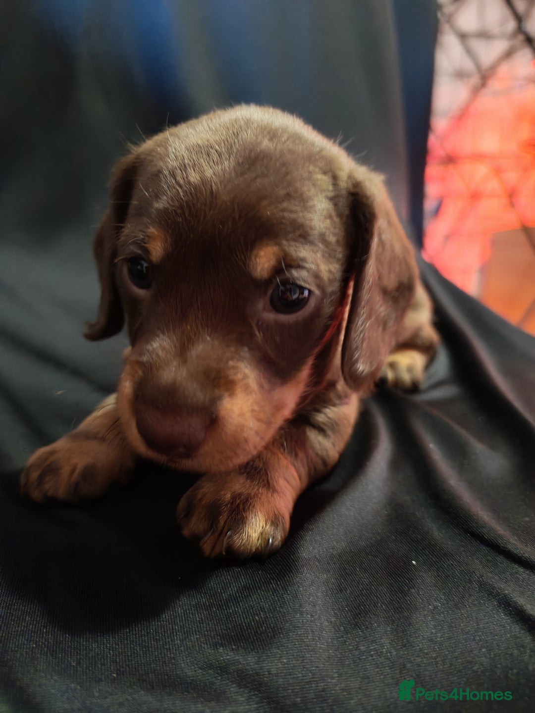 Dachshund dogs for sale: Puppy's - Image 3