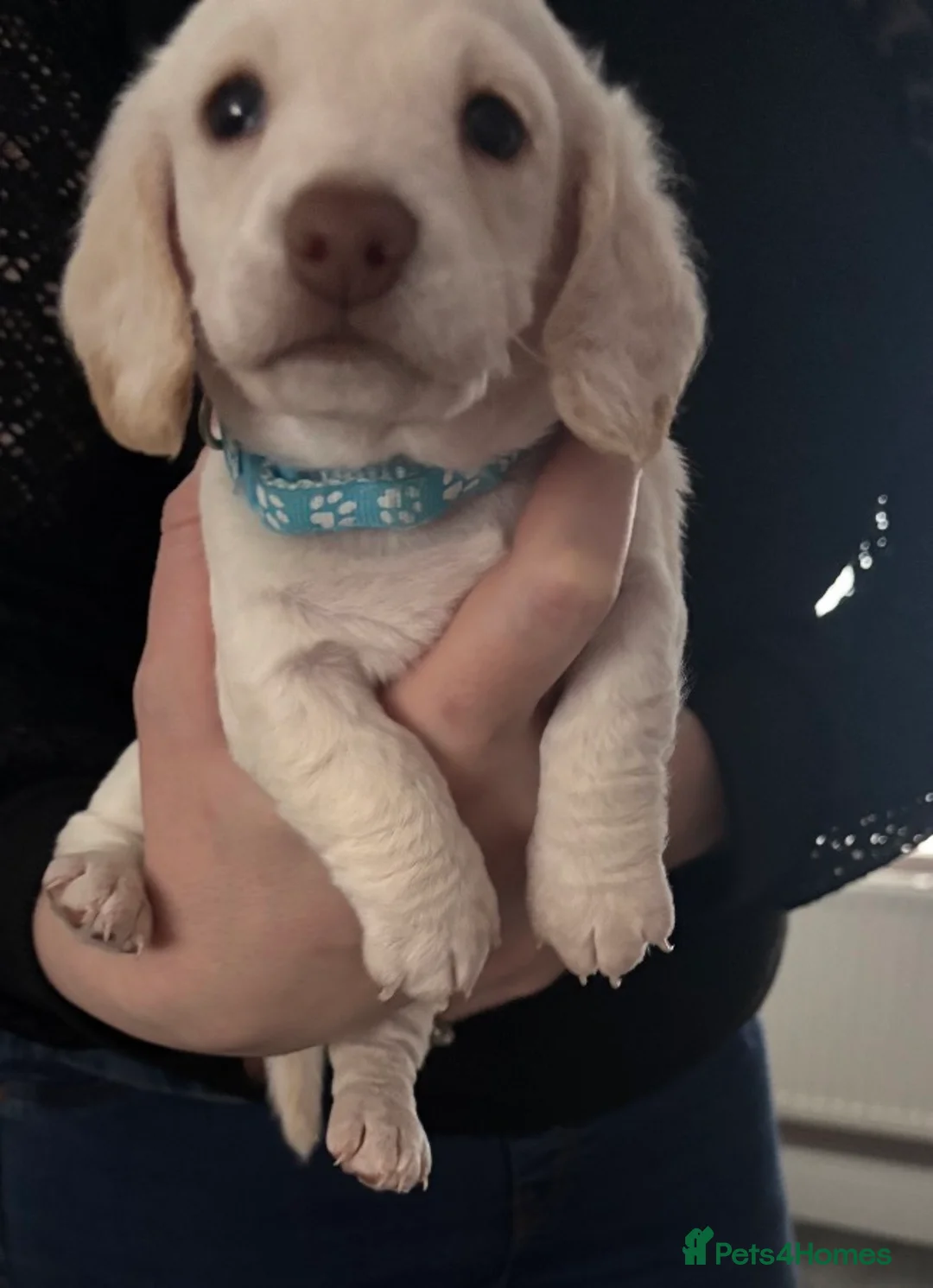 Dachshund dogs for sale: Beautiful litter of Dachshund puppies - Advert 12