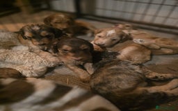 Cockapoo dogs for sale: Cockerpoo puppies F1. Stunning litter  - Image 9