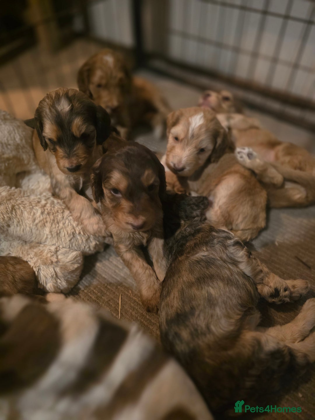 Cockapoo dogs for sale: Cockerpoo puppies F1. Stunning litter  - Image 9