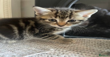 Mixed Breed cats - Advert 14