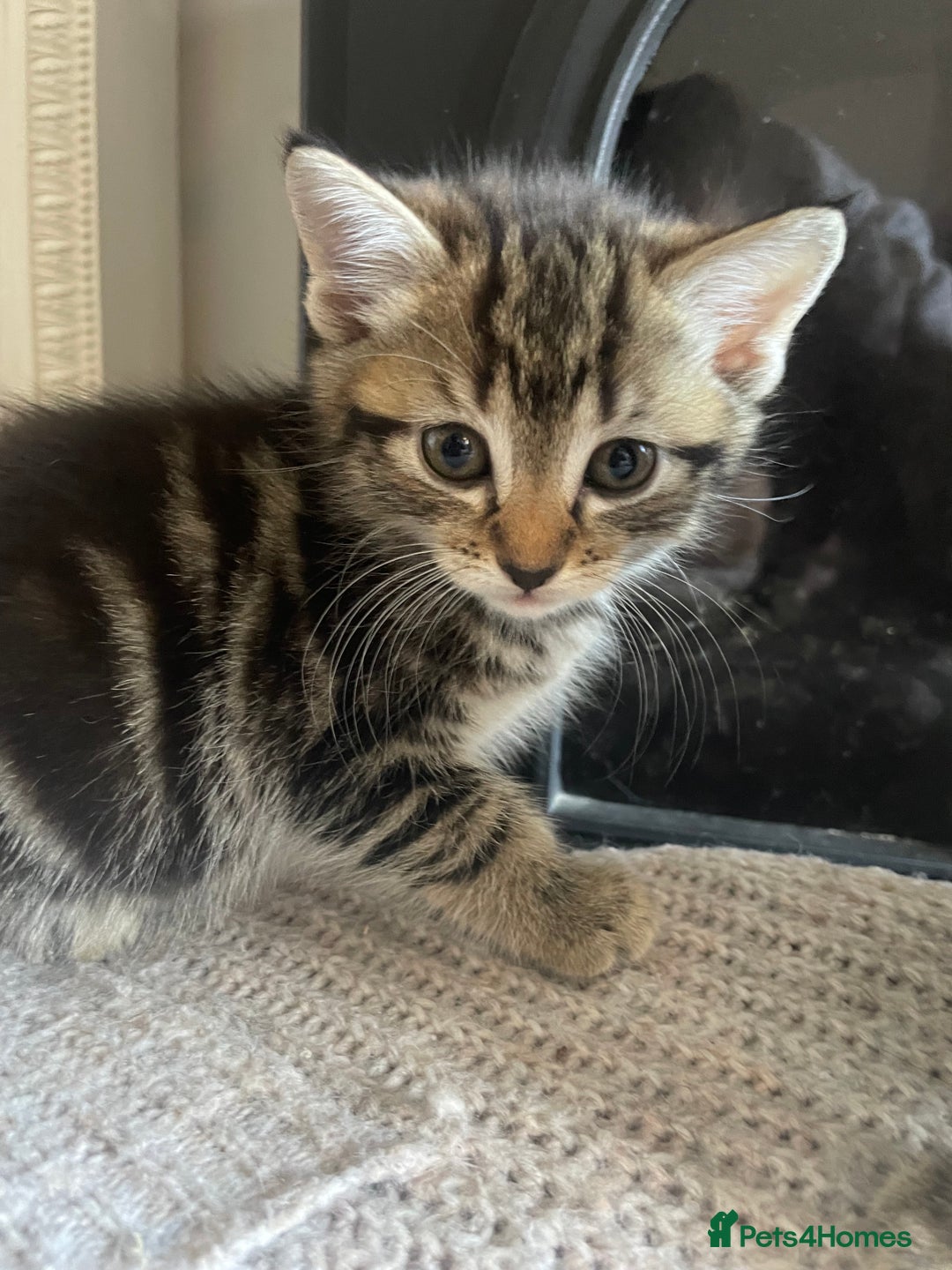 Mixed Breed cats for sale: 3 male 1 female ready now  - Image 3
