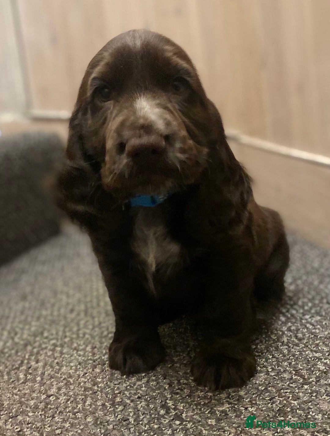 Cocker Spaniel dogs for sale: KC Reg Cocker Spaniels ready next week! Choc/black - Image 10