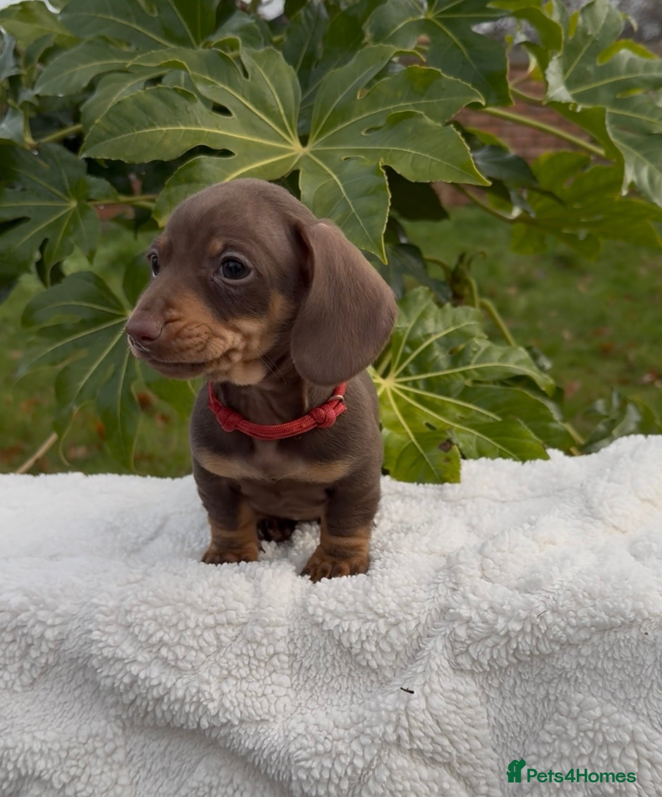 Miniature Dachshund dogs 1 girl 1 boy Miniature dachshunds Ready Saturday - Advert 4