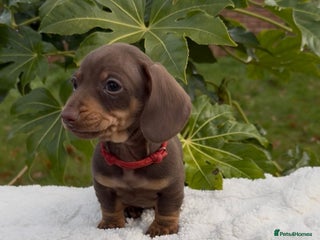 Miniature Dachshund dogs 1 girl 1 boy Miniature dachshunds Ready Saturday - Advert 3