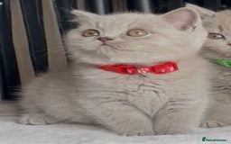 British Shorthair cats for sale: Beautiful Lilac BSH champion Line kittens - Image 10