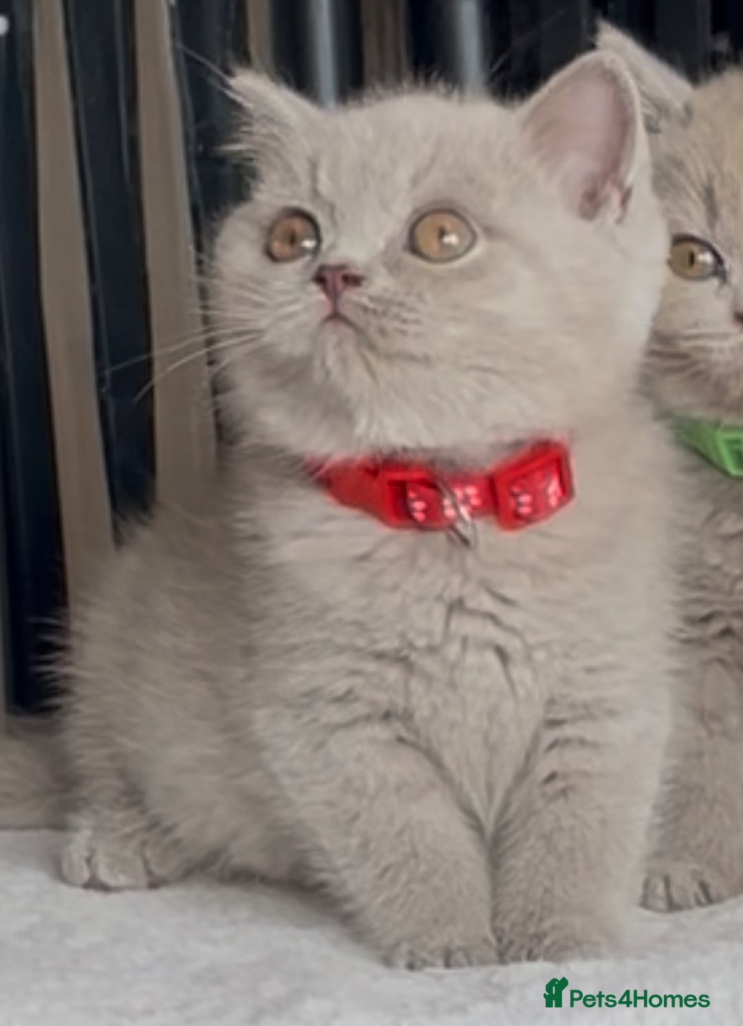 British Shorthair cats for sale: Beautiful Lilac BSH champion Line kittens - Image 10