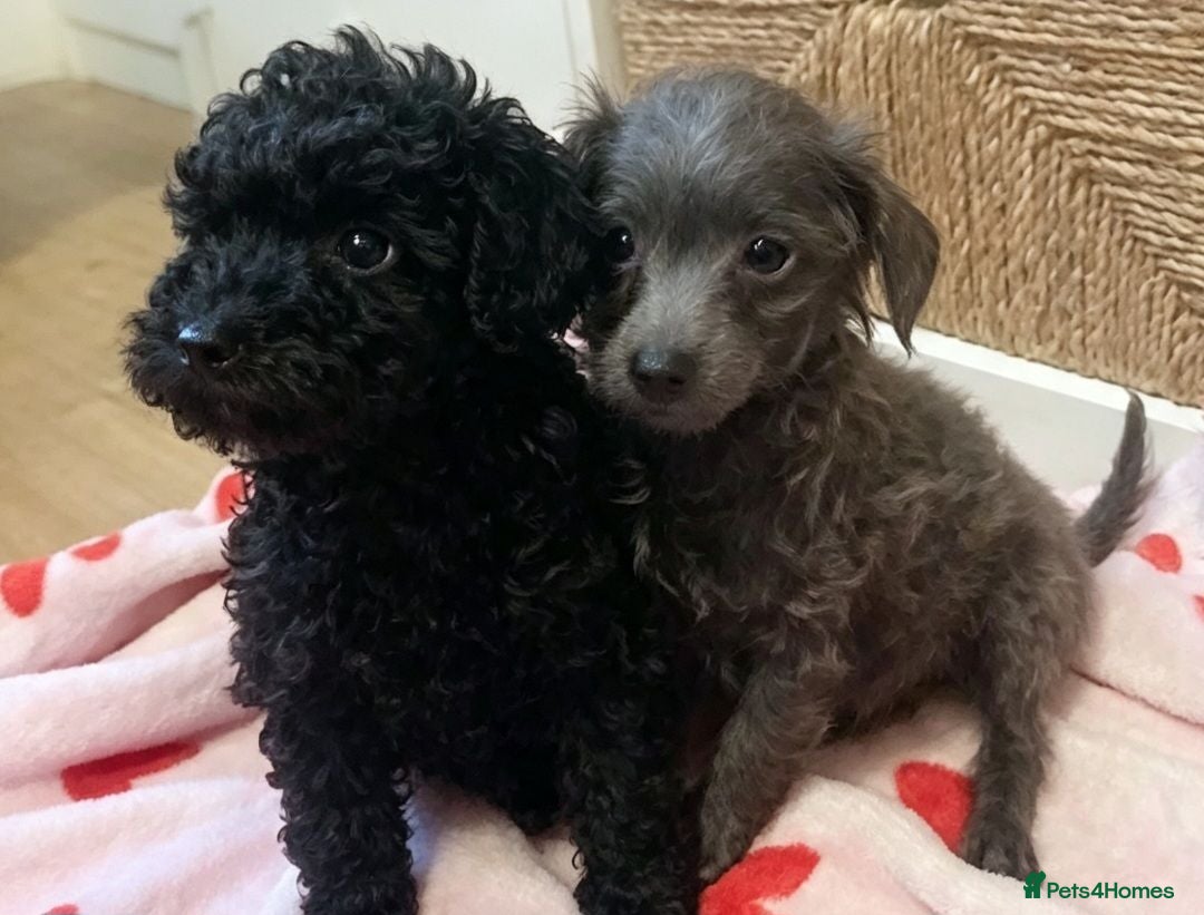 Toy Poodle dogs 🥰 New pictures added 🥰 - Advert 4