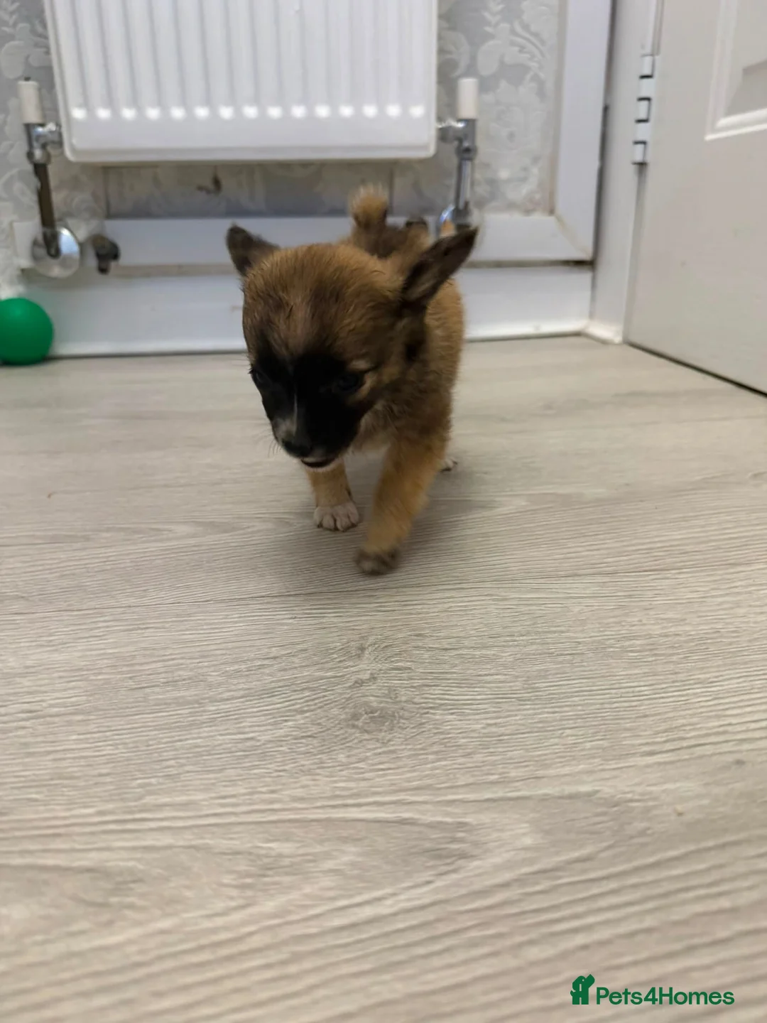 Pomchi dogs for sale: Pomeranian/chihuahua micro pups in Birmingham - Advert 11