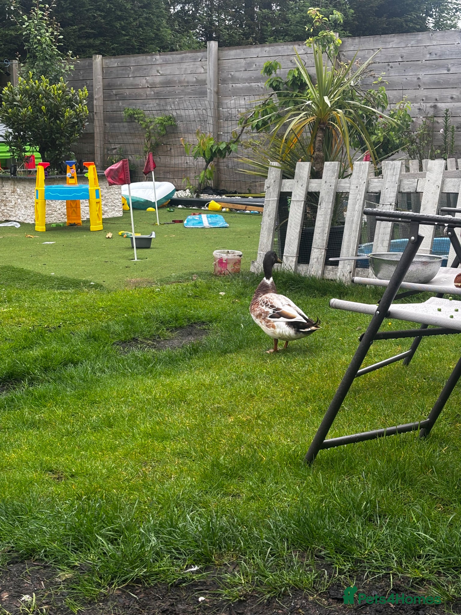 Ducks poultry for sale: Welsh harlequin drake rehome  - Advert 1