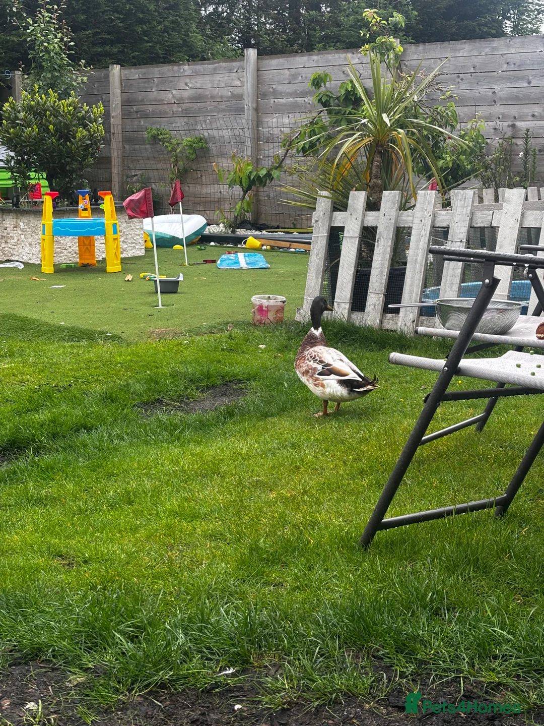 Ducks poultry for sale: Welsh harlequin drake rehome  in Saint Helens - Advert 1