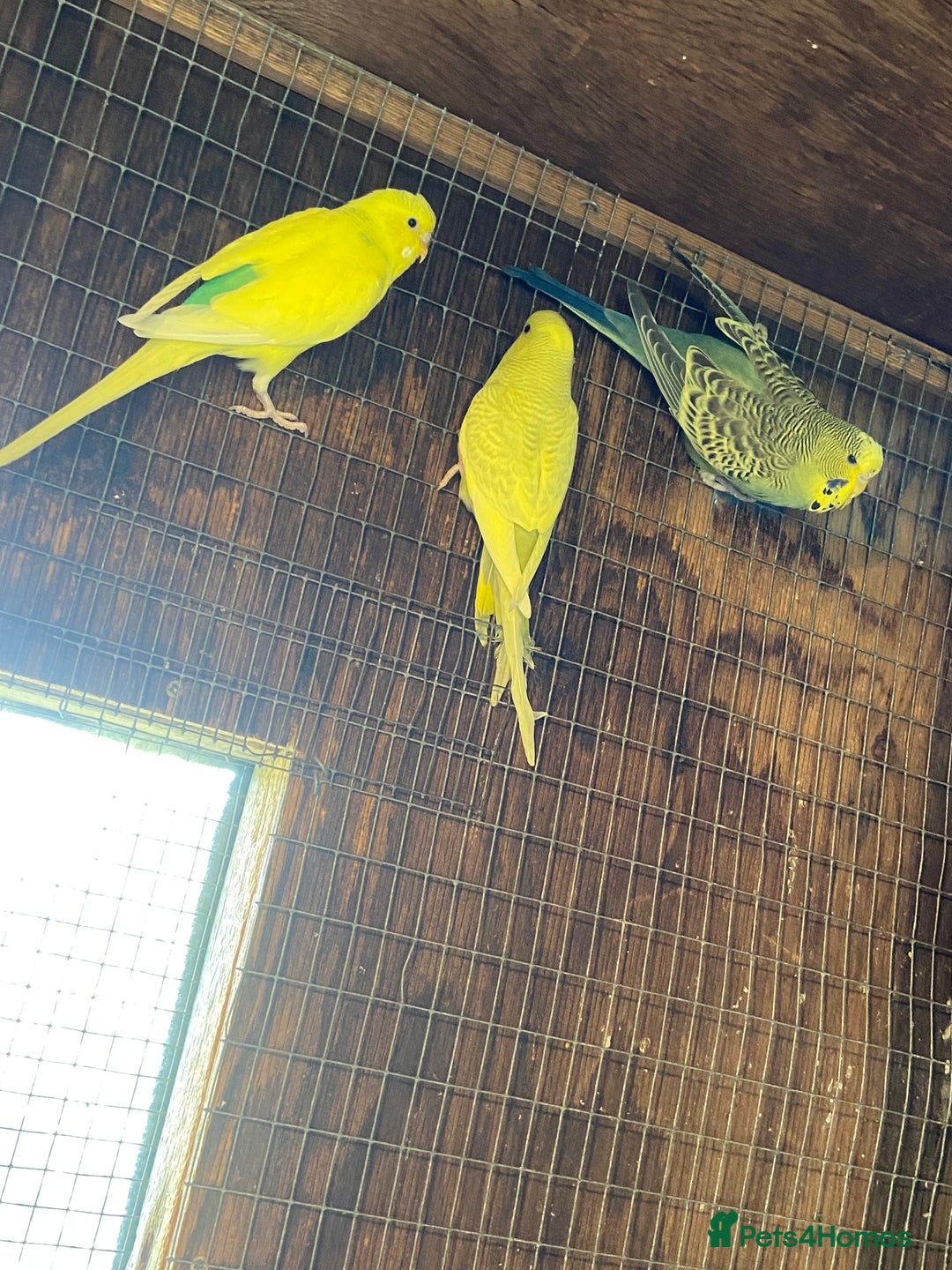 Budgerigars birds for sale: Baby budgies - Image 2