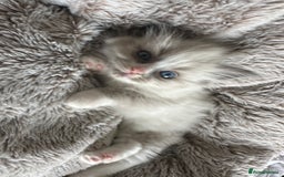 Ragdoll cats for sale: 2 gorgeous ragdoll kittens needing forever homes - Image 3