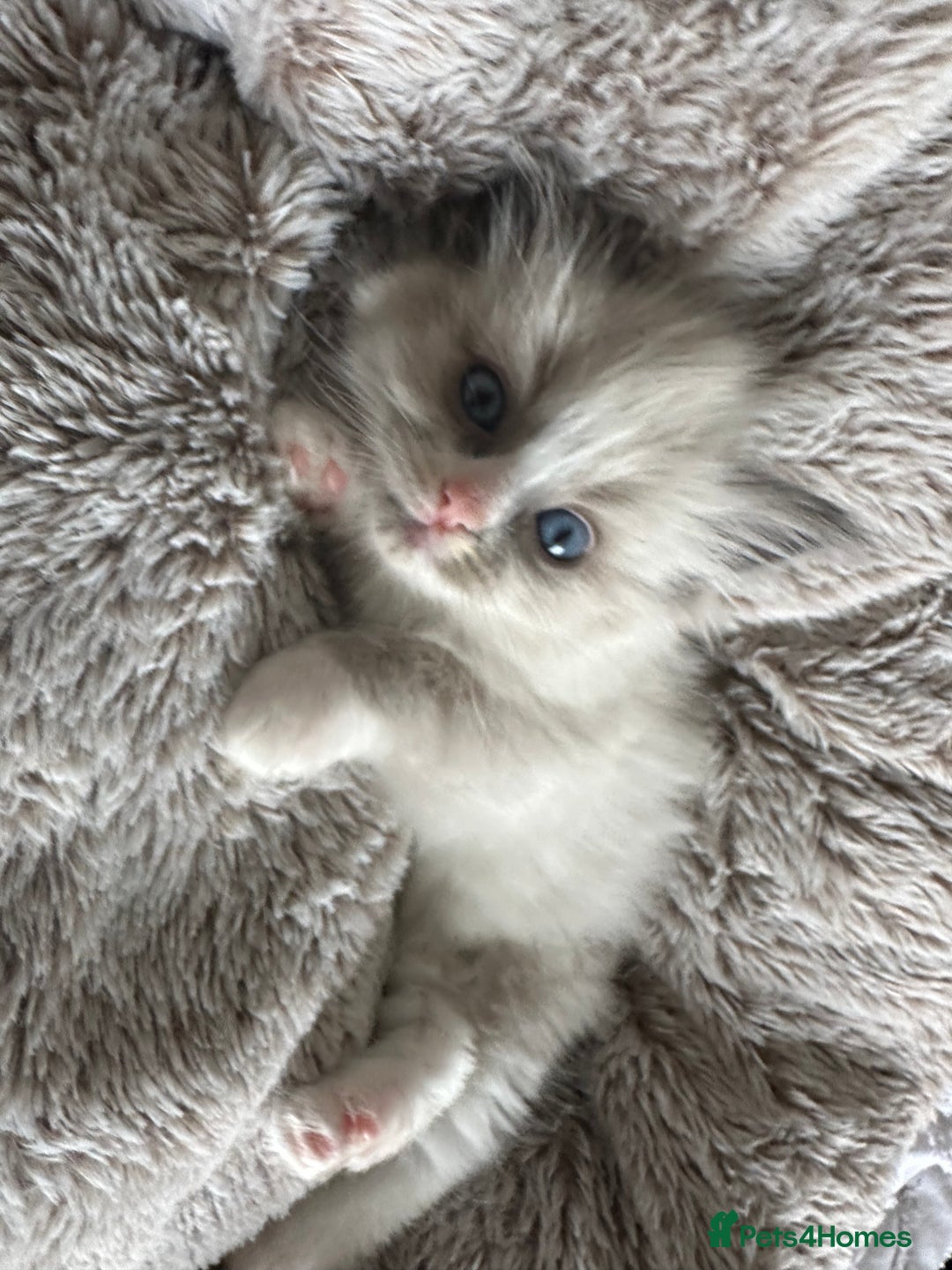 Ragdoll cats for sale: 2 gorgeous ragdoll kittens needing forever homes - Image 3